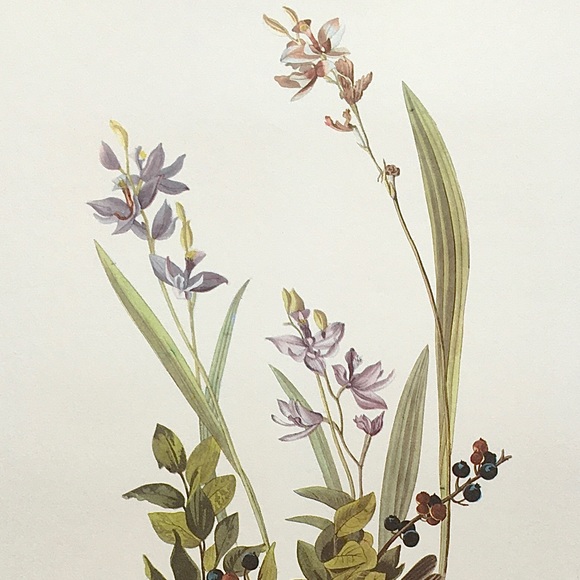 Vintage Botanical Wall Art Floral Sparrow Bird Berries - Picture 2 of 5